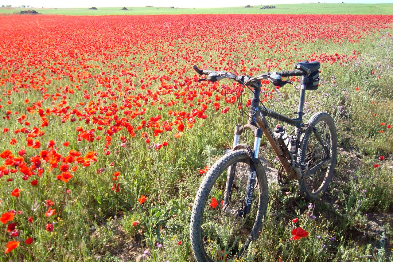 una bicicleta a lado de un campo de flores