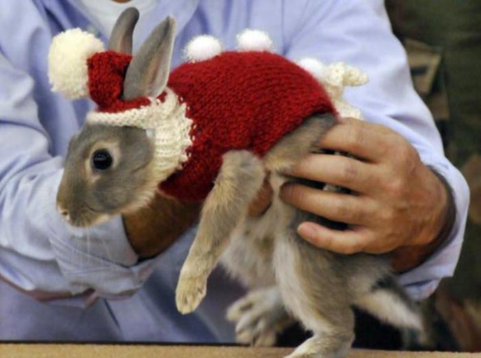 un conejo con traje de navidad