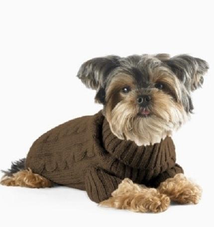 un perro con suéter