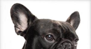 Bulldog francés, la raza que está de moda