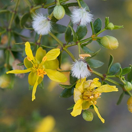 Chaparral Seeds (Larrea tridentata) 250+ Rare Medicinal Herb Seeds + FREE Bonus 6 Variety Seed Pack - a $29.95 Value! Packed in FROZEN SEED CAPSULES for Growing Seeds Now or Saving Seeds for Years