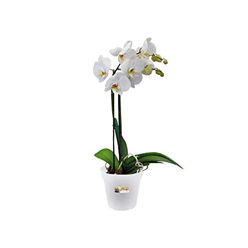 Elho 2055290 - Conceptos básicos de orquídeas Verdes del Maceta Creciente Transparentes de 13 x 13 x 12 cm