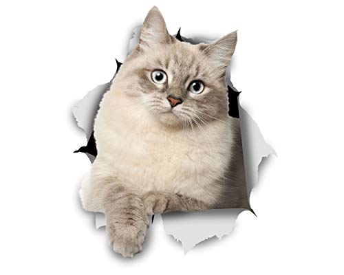 Winston & Bear Adhesivos de gato 3D - Pack 2 - gatito siberiano Stickers para pared, pegatinas de gato siberiano de nevera