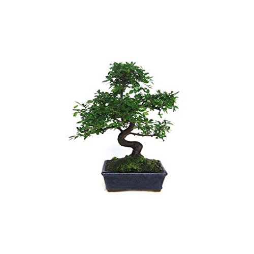 Zelkova parvifolia 8 años OLMO CHINO