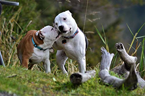 DIY de madera Puzzles perro bulldog grandes adultos 1000 piezas dos perros blancos adultos de Dogo Argentino Animal Perro mascota Cachorro Imagen de la decoración de la habitación Regalos de Navidad
