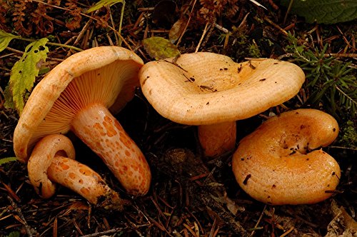 Mycelium - Bosque de setas Lactarius Deliciosus para cultivo propio