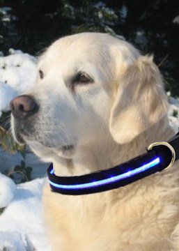 Collar LED collar del animal doméstico del collar luminoso para perros en el color azul talla M (36-56 cm) desde la nueva marca PRECORN