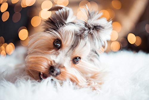 Puzzle 1000 Piezas Adulto Lindo Mini Perro Yorkshire Terrier 75cmx50cm para niños Juego Creativo Piezas Rompecabezas Navidad decoración del hogar Regalo