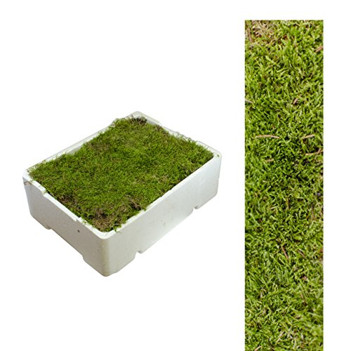 1 Caja Placa de Musgo aprox. 2,00 - 2,50 kg Colchón de musgo verde naturaleza