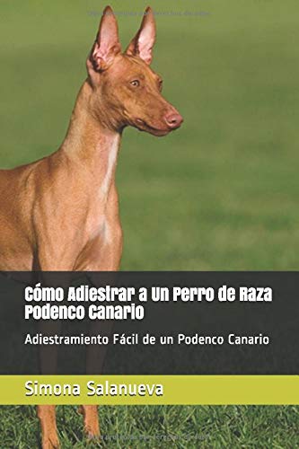 Cómo Adiestrar a Un Perro de Raza Podenco Canario: Adiestramiento Fácil de un Podenco Canario