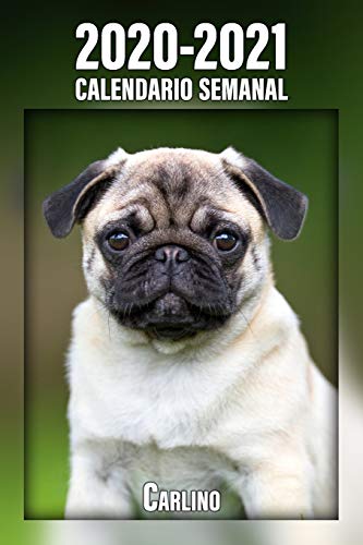 2020-2021 Calendario Semanal Carlino: 221 Páginas | Tamaño A5 | 24 Meses | 1 Semana en 2 Páginas | Planificador | Agenda Semana Vista | Canófilo | Perro | En Español