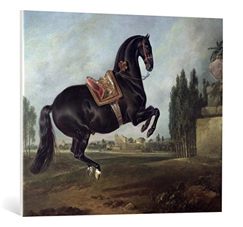 Kunst für Alle Cuadro en Lienzo: Johann Georg Hamilton A Black Horse Performing The Courbette - Impresión artística, Lienzo en Bastidor, 90x75 cm