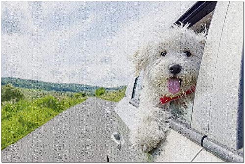 YYTOOF Único Bichon Frise Dog Looking out Car Window 9011300 (Rompecabezas Premium de 500 Piezas para Adultos 52*38cm Hecho en EE. UU.)