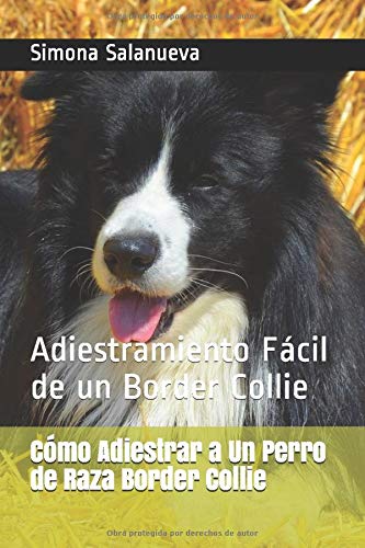 Cómo Adiestrar a Un Perro de Raza Border Collie: Adiestramiento Fácil de un Border Collie