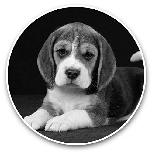 Impresionantes pegatinas de vinilo (juego de 2) 30 cm BW – Bonito cachorro Beagle Dog Fun Decals para portátiles, tabletas, equipaje, reserva de chatarras, neveras, regalo genial #38899