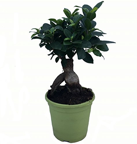 Bonsái Ficus Microcarpa - Maceta 13cm. - Altura aprox. 30cm. - Planta viva - (Envíos sólo a Península)