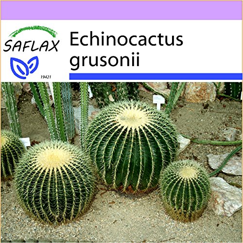 SAFLAX - Asiento de suegra - 40 semillas - Echinocactus grusonii