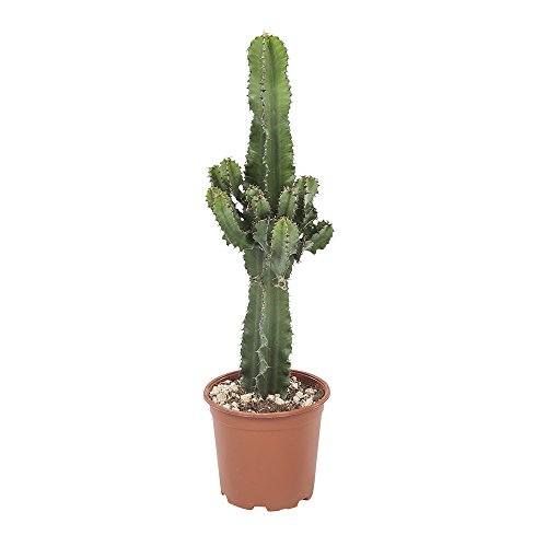 Cactus y suculento de Botanicly – Euphorbia ingens – Altura: 70 cm