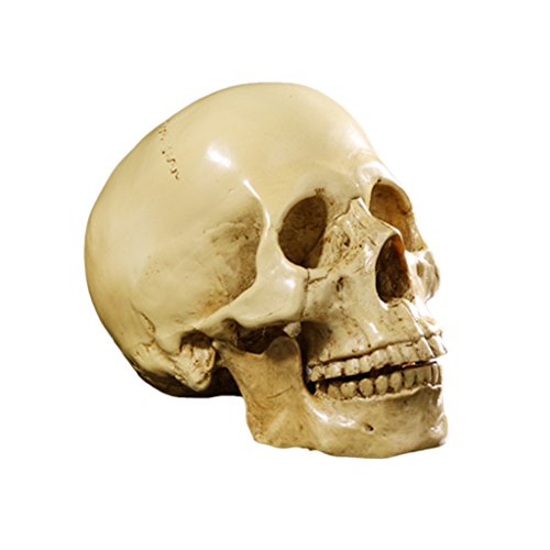 1: 1 Modelo De Resina Cráneo Humano Enseñanza De La Medicina Anatómica Amarilla Esqueleto