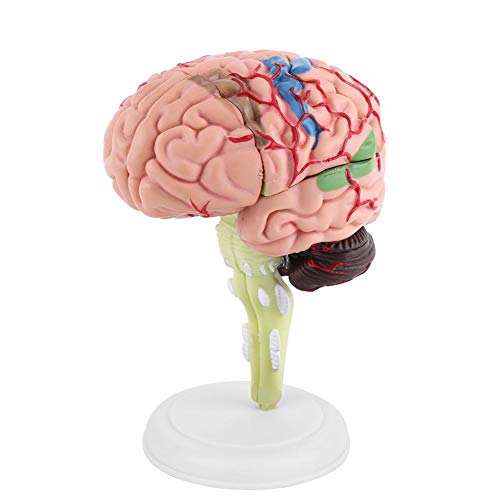 4D Modelo de Cerebro, Desmontable Modelo de Anatomía, para Enseñanza y Aprendizaje