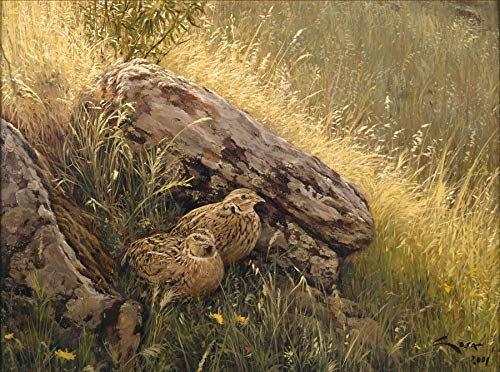 Codornices - Lámina sobre lienzo. Cuadro de Codorniz Comun. 40 x 30 cms. Cuadros de animales, aves, pájaros, caza