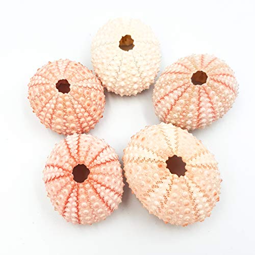 Pack de 5 Bright rosa erizos de mar 4 cm de conchas náuticas mar conchas Urchin