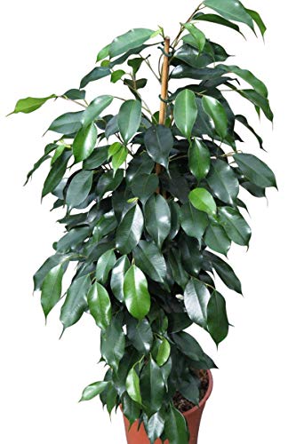 Planta de interior - Planta para la casa o la oficina - Ficus benjamina - Higuera llorona - 80 cm de alto - AHORA CON DESCUENTO