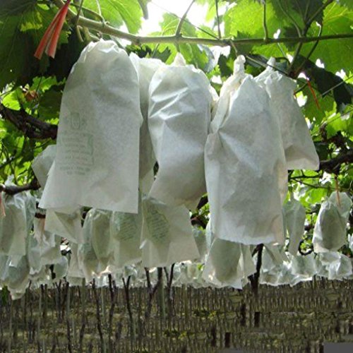 100 Unids Uvas de Jardín Bolsa de Protección de Frutas para Fruta Bosque Vegetal Cama Flor de Control de Plagas Bolsa de Malla Aislamiento de Insectos Red Bolsa de Barrera(240 * 350mm)