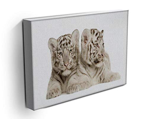 Lienzo impreso estirado de cachorros de tigre blancos, diseño moderno en giclée, tela, 44in x 32in | 110cm x 80cm