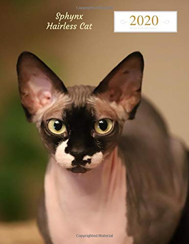 Sphynx Hairless Cat 2020 Weekly & Monthly Planner: Large Organizer Diary with Goal Setting and Gratitude Sections, Brown Cover (Cute Pets 8.5x11)