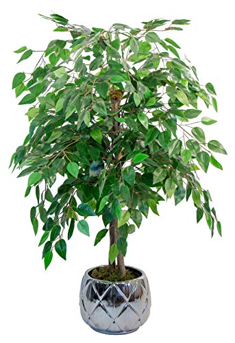 Maia Shop Ficus Troncos Naturales, Elaborados con los Mejores Materiales, Ideal para Decoración de hogar, Árbol, Planta Artificial (105 cm), Mixtos