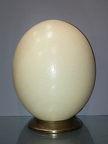Huevos de avestruz Natural