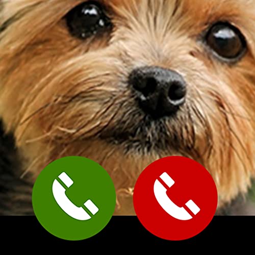 Fake call from Yorkie puppies