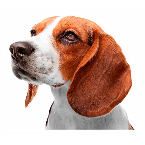 Oedim Pack 5 Pegatinas Coche Perro Beagle Caza 16 x 16 cm | Adhesivo de Fácil Colocación | Pegatina para Coche Económica y Resistente