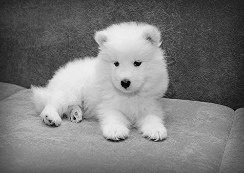 Samoyedo #5 Blanco y Negro Póster Hermoso Animal Imagen Precioso Cachorro Divertido Perro Mascotas Foto Niños Dormitorio Obras de Arte Lindo Pared Decoración Reimpresión Gráfico