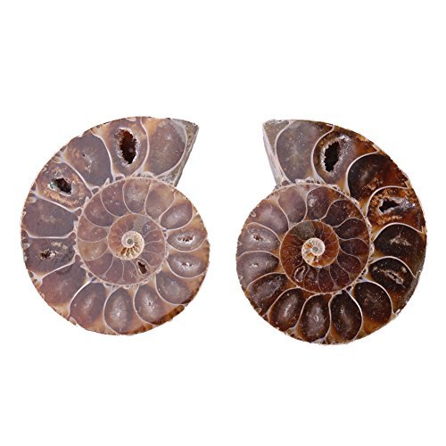 2 trozos de especímenes fósiles de cáscara de ammonita Madagascar con piedras naturales y minerales apagadas para la educación básica en ciencias biológicas (4 cm)