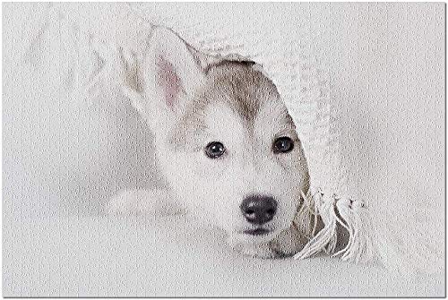 ACCYT HD Lindo y Acogedor cachorrito Husky Envuelto en una Manta Blanca de Punto 9019737 (¡Rompecabezas Premium de 500 Piezas de 52*38 cm Hecho en EE. UU.!)