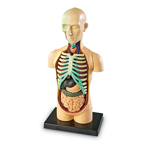 Modelo anatómico de Learning Resouces - cuerpo humano