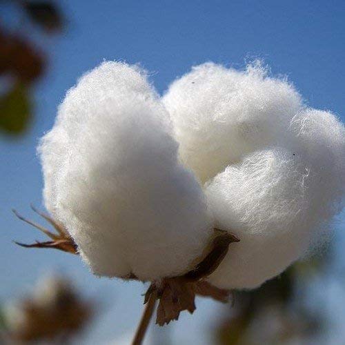 20 semillas - Semillas de algodón americano (Gossypium hirsutum)