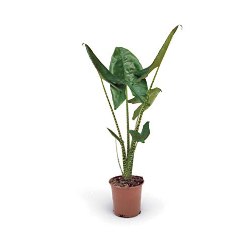 Alocasia zebrina | Planta de interior natural | 80cm altura (Envíos solo a Península)