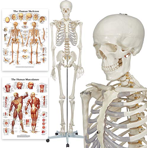Elementary Anatomy 1021930, Modelo Anatómico de Esqueleto Humano, Incluyendo dos Gráficos (Buddy the Budget Skeleton), 1, 175 cm