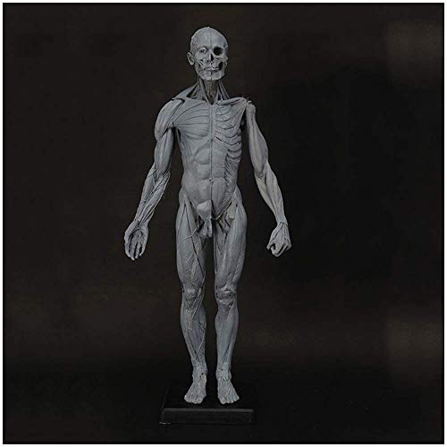 Figura de anatomía Masculina - Modelo anatómico de Esqueleto Muscular Humano - Modelo de Figura de anatomía Humana - para Estudio de Dibujo de Artista (23,6 Pulgadas / 60 cm)
