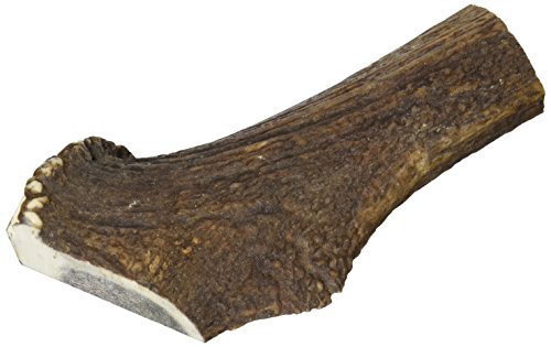 Media asta de ciervo - XL (121-170 g)
