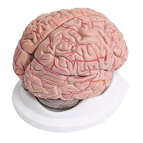 Modelo anatómico de cerebro humano con arterias (8 piezas)
