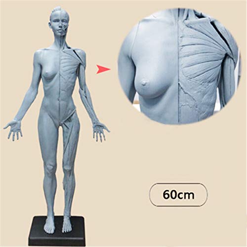 SHUAI 23,6 Muscle Pulgadas / 60cm anatomía Figura Humana Sculpture Esqueleto Modelo anatómico Pintura Referencia anatómica para los Artistas