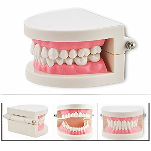 Cisixin Modelo Dental de la enseñanza de los Dientes del Dentista del Cuidado Tooth Teach Model