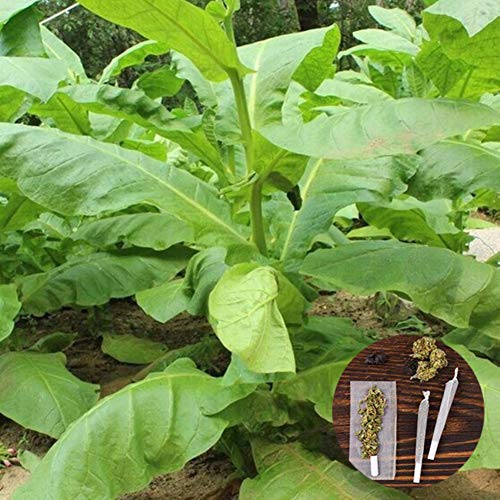 clifcragrocl Semillas orgánicas de Virginia, tabaco, Heirloom, 30 unidades
