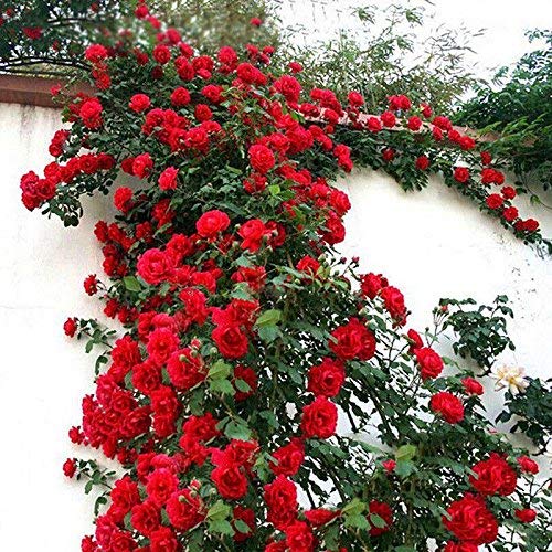 eamqrkt 100 Pzas/Juego Rosal Trepador Semillas Perenne Aromático Jardín Hogar Planta Multiflora Flor Semilla - Rojo, Small