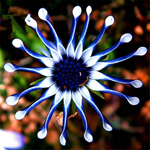 Pinkdose Azul Semillas de Flores Africano Azul Margarita Mix Planta ANUAL Con Flores En Macetas De Flores 30 semillas Osteospermum Ecklon: 5
