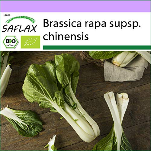 SAFLAX - Ecológico - Col de mostaza china - Pak Choi - 300 semillas - Brassica rapa